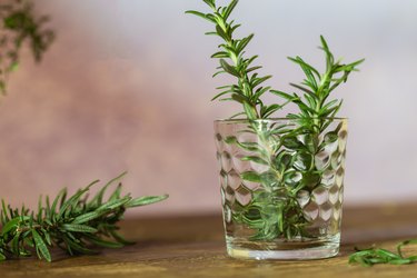 Rosemary - Fresh herb for tea, drink or the preparation of delicious food.