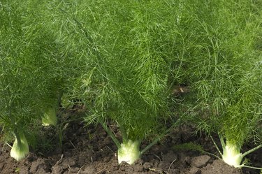 Close-up of Organic Fennel Plants Growing on Rural Farm