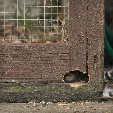 Rat peeking through hole.