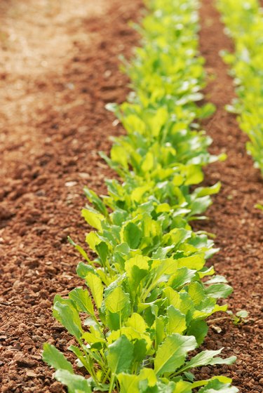 Patch of arugula growing in red clay soil