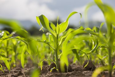 Young corn seedlings in a field.