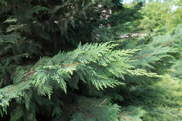 why are my austrian pine tree leaves turning yellow