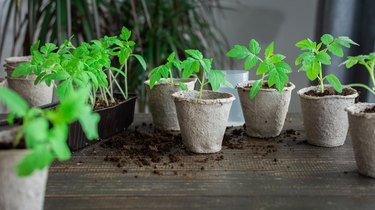 Transplanting seedlings, pricking out