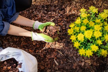 Gardener mulching flowerbed with pine tree bark mulch.