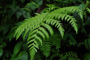 Close-Up Of Fern Leaves