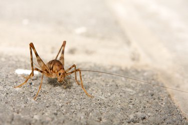 How to Get Rid of a Camel Cricket | Hunker