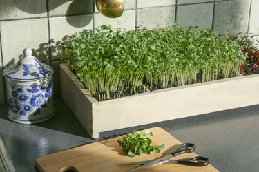 Micro greens radish growing in box in kitchen.