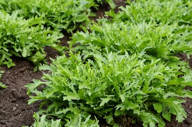 Fall Harvest Mustard