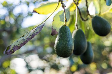 avocado tree