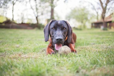 How to Stop an Invisible Fence From Beeping by Lisa Wampler