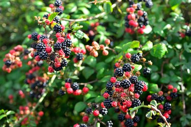 Black and Red Blackberries