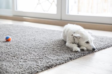 Little dog lying on carpet in living room.