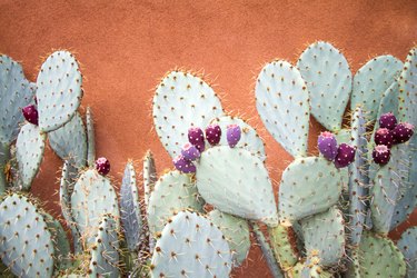 Prickly Pear Cactus Against Brown Adobe Wall