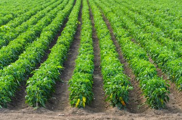 Peppers growing in a field with irrigation system