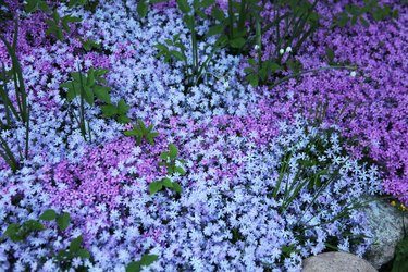 Flowers of creeping Phlox, carpeted, styloid, ground cover, blooming, Цветы