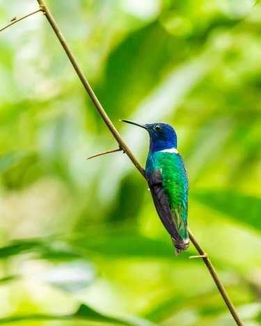 Male white-necked Jocabin hummingbird.