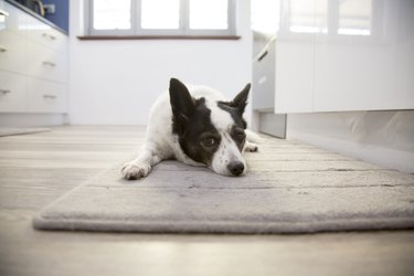 Dogs Resting Inside