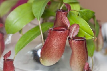 Pitcher plant