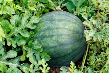 watermelon in the field