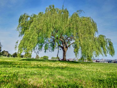 My Willow Tree Is Dropping Leaves in July