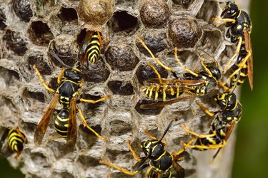 The Best Fruit Fly Trap Options for DIY Pest Control - Bob Vila