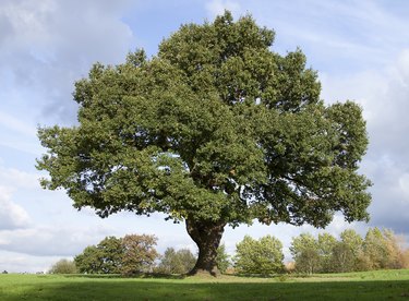 About Oak Trees | Hunker