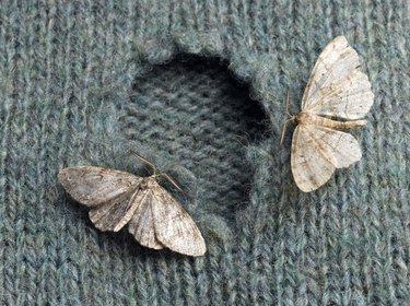 Moths on a wool sweater.