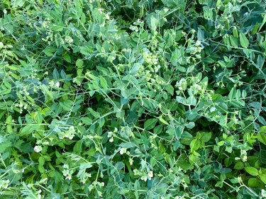 Close-up of green peas growing in the garden of a country house / cottage.