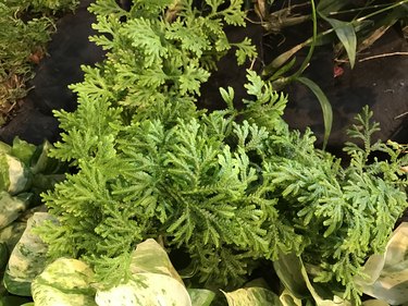 Selaginella kraussiana or Spikemoss or African clubmoss plant.