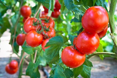 Growing  tomatoes