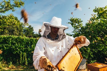 Beekeeper Inspects Beehive