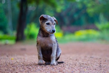 is bermuda grass resistant to dog urine