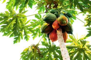 tree papaya type