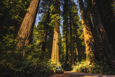 Jedediah Smith Redwoods