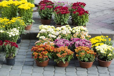 Different Chrysanthemums flowers in pot sale