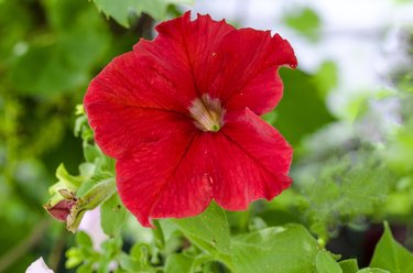 red petunia flower