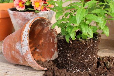 Verbena with clay pot, springtime