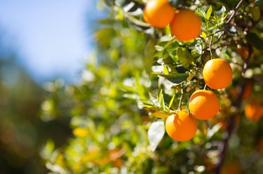 Valencia orange trees