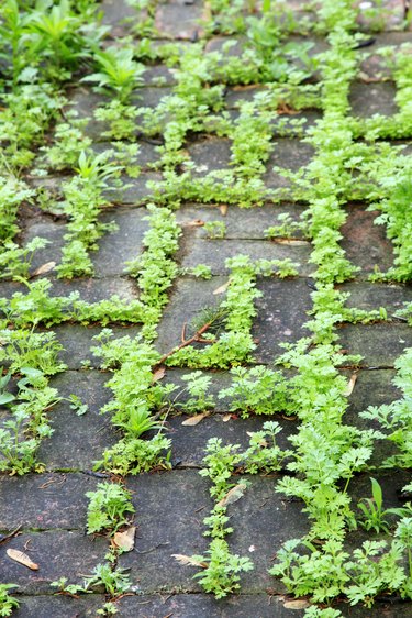 brick pathway covered by weeds