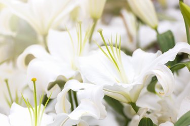 White lily flower in garden