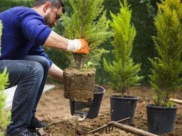 Man planting evergreen tree