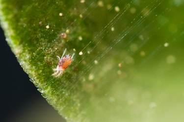 Red spider mite magnified