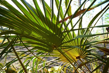 Backlit Saw palmetto fronds in prescribed burn area