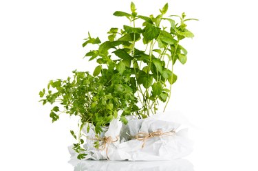 Potted herbs.