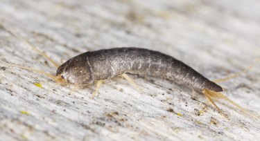 Silverfish sitting on wood, extreme close up