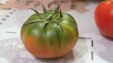 RAF tomato FACTORY