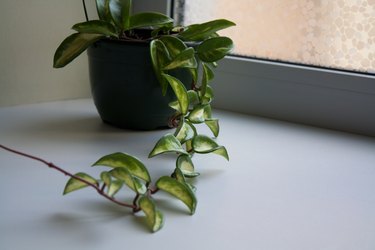 Hoya potted plant branch