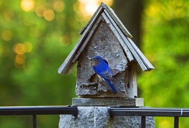 Eastern bluebird feeding young