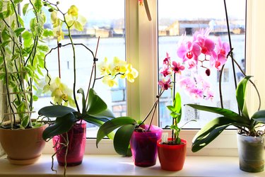 blooming multicolored orchids on the window-sill