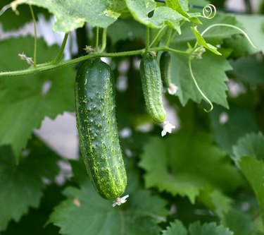 Cucumber, Slicemaster Select